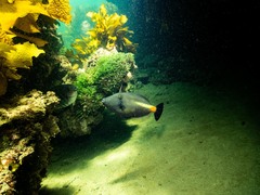 Meuschenia flavolineata