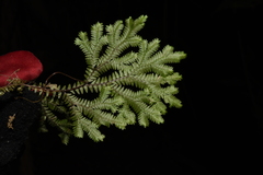 Selaginella pallida