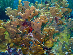 Millepora complanata