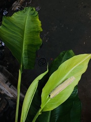 Spathiphyllum