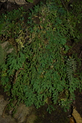 Selaginella pallida