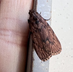 Mimaglossa nauplialis