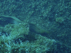 Gymnothorax castaneus