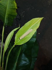 Spathiphyllum
