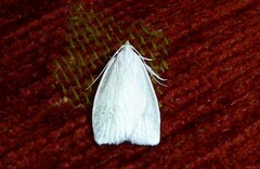Nymphostola galactina