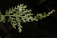Selaginella pallida