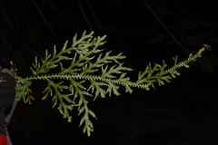 Selaginella pallida