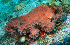 Callyspongia aculeata