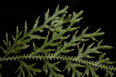 Selaginella pallida