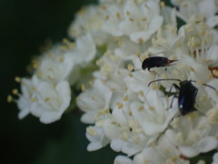 Grammoptera