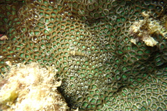 Zoanthus sansibaricus