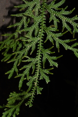 Selaginella pallida