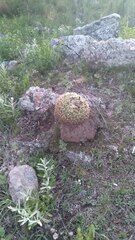 Gymnocalycium monvillei