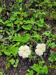 Thunbergia dregeana
