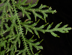 Selaginella pallida