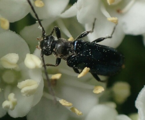 Alosternida chalybaea