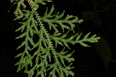 Selaginella pallida