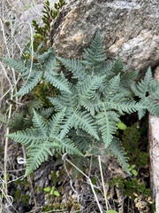 Notholaena standleyi