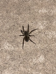 Tigrosa helluo