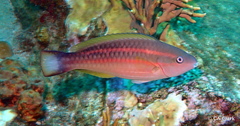Scarus taeniopterus