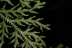 Selaginella pallida