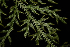 Selaginella pallida