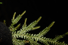 Selaginella pallida
