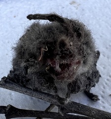 Nyctophilus geoffroyi