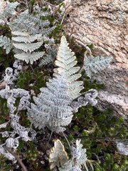 Myriopteris lindheimeri