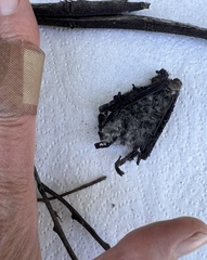 Nyctophilus geoffroyi