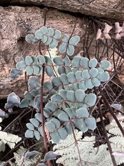 Astrolepis cochisensis