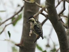 Dendrocopos analis