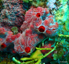 Monanchora arbuscula