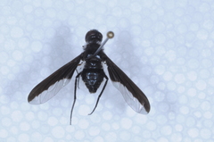 Anthrax angustipennis