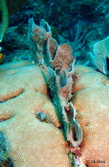 Callyspongia aculeata