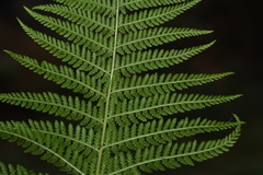 Dennstaedtia appendiculata