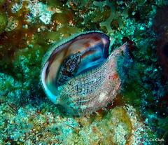 Lamarcka imbricata