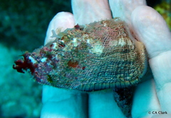 Lamarcka imbricata