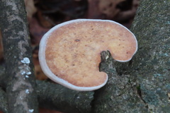 Trametes aesculi