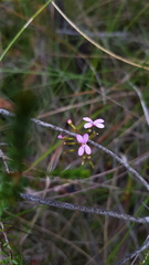 Stylidium lineare