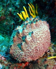 Ircinia felix