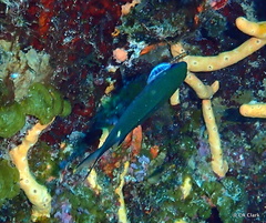 Azurina multilineata