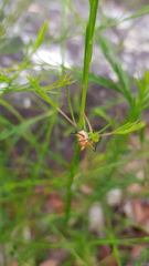 Gminatus