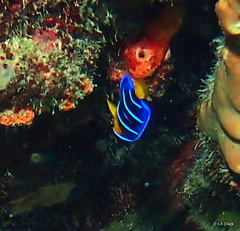 Holacanthus ciliaris