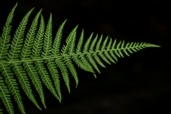 Dennstaedtia appendiculata