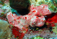 Monanchora arbuscula