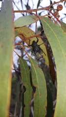 Psapharus infaustus