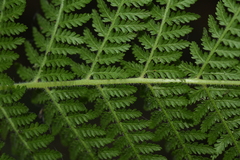 Dennstaedtia appendiculata