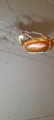 Holochelus