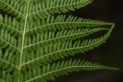 Dennstaedtia appendiculata